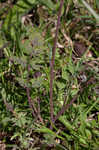 Smallflower fumewort